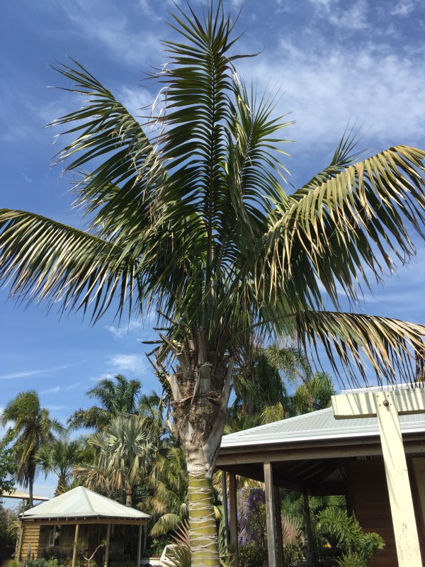 Kentia Palm Palms Galore Perth