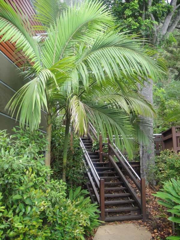 Alexander Palm Palms Galore Perth