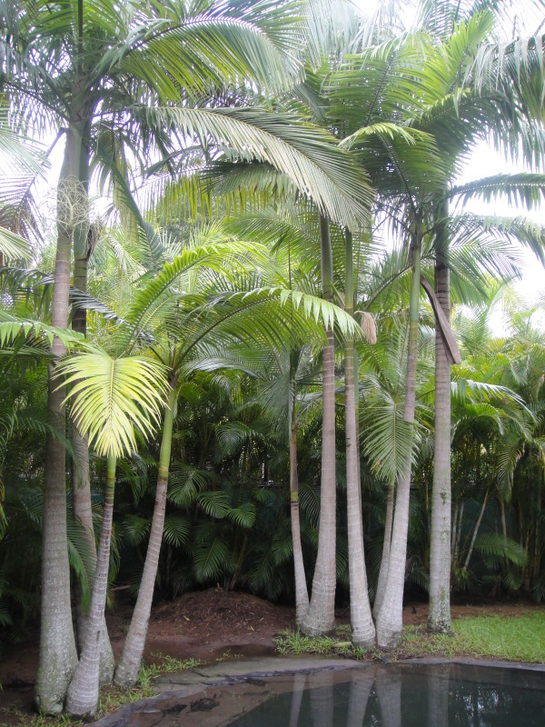 Alexander Palm Palms Galore Perth