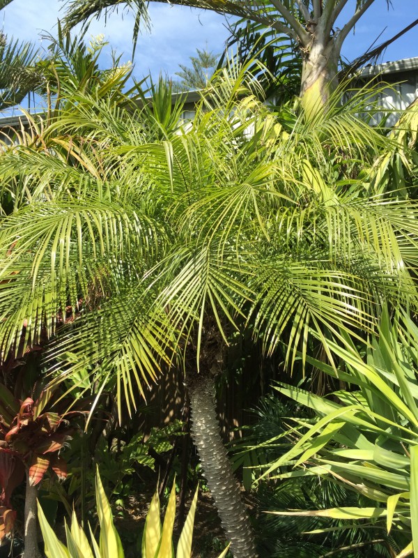 Pygmy Date Palm | Palms Galore Perth