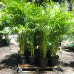 golden cane palms
