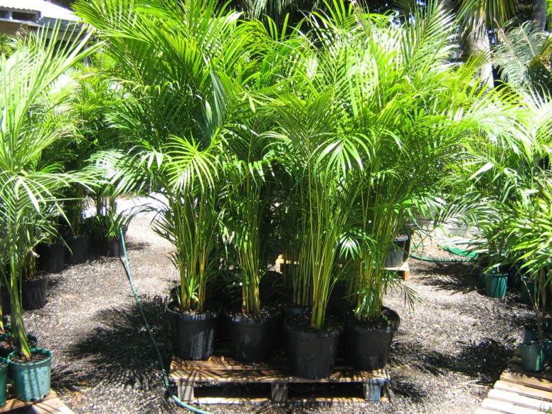 Golden Cane Palm Palms Galore Perth
